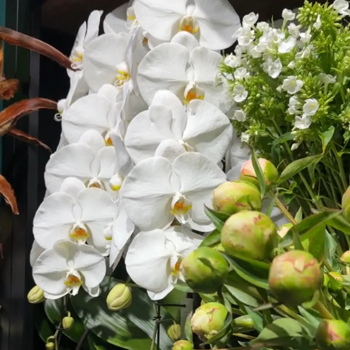 Last Day Discount：75% Off -  🌱Exclusive Next-Generation BloomBoost Plant Nutrient Powder – A rare breakthrough in the cultivation of flowering plants🌺