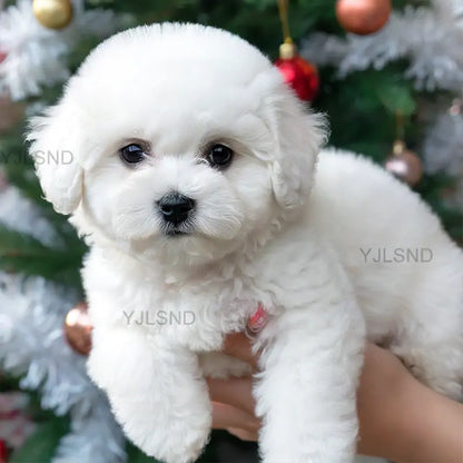 Yovot™ My Realistic Robot Puppy (Last Day to Save!)🐶