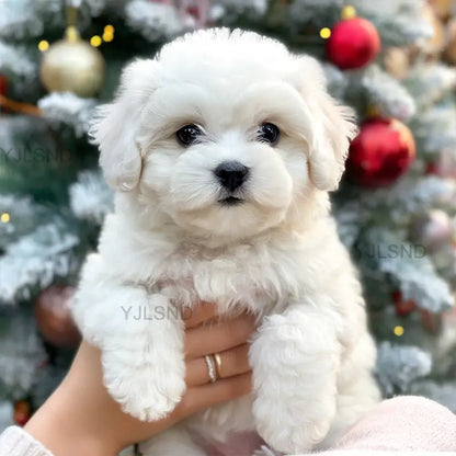 Yovot™ My Realistic Robot Puppy (Last Day to Save!)🐶