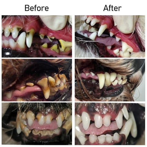 Pet Product News' "Best in Show" Awards - Pet Oral Repair Gel🦷