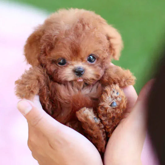 【Official Store】🐶Nico -  My Realistic Robot Puppy 🎁(The Best Holiday Gifts)🎅🎄